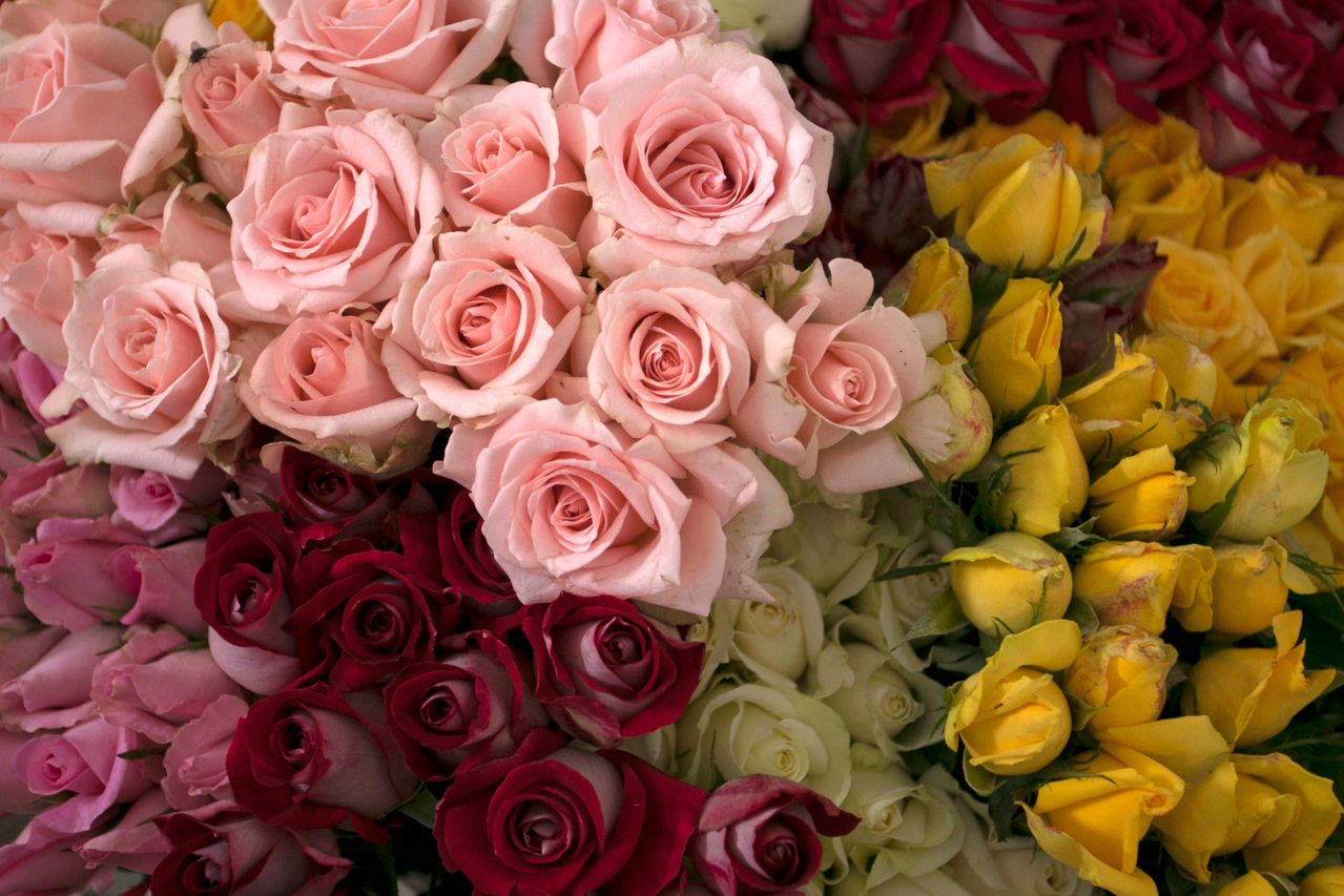 Colecciones Populares de Flores​