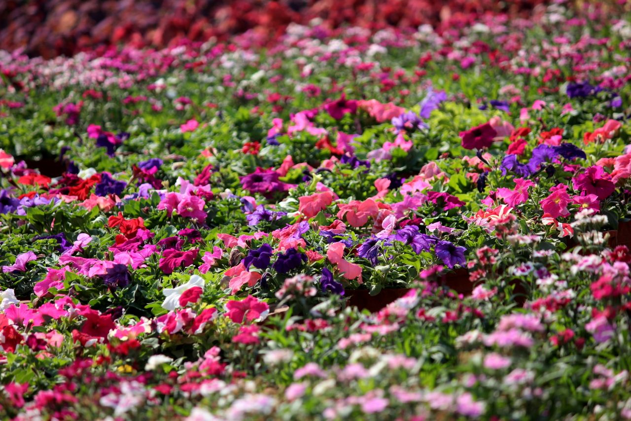 Explore Our Most Popular Floral Collections​