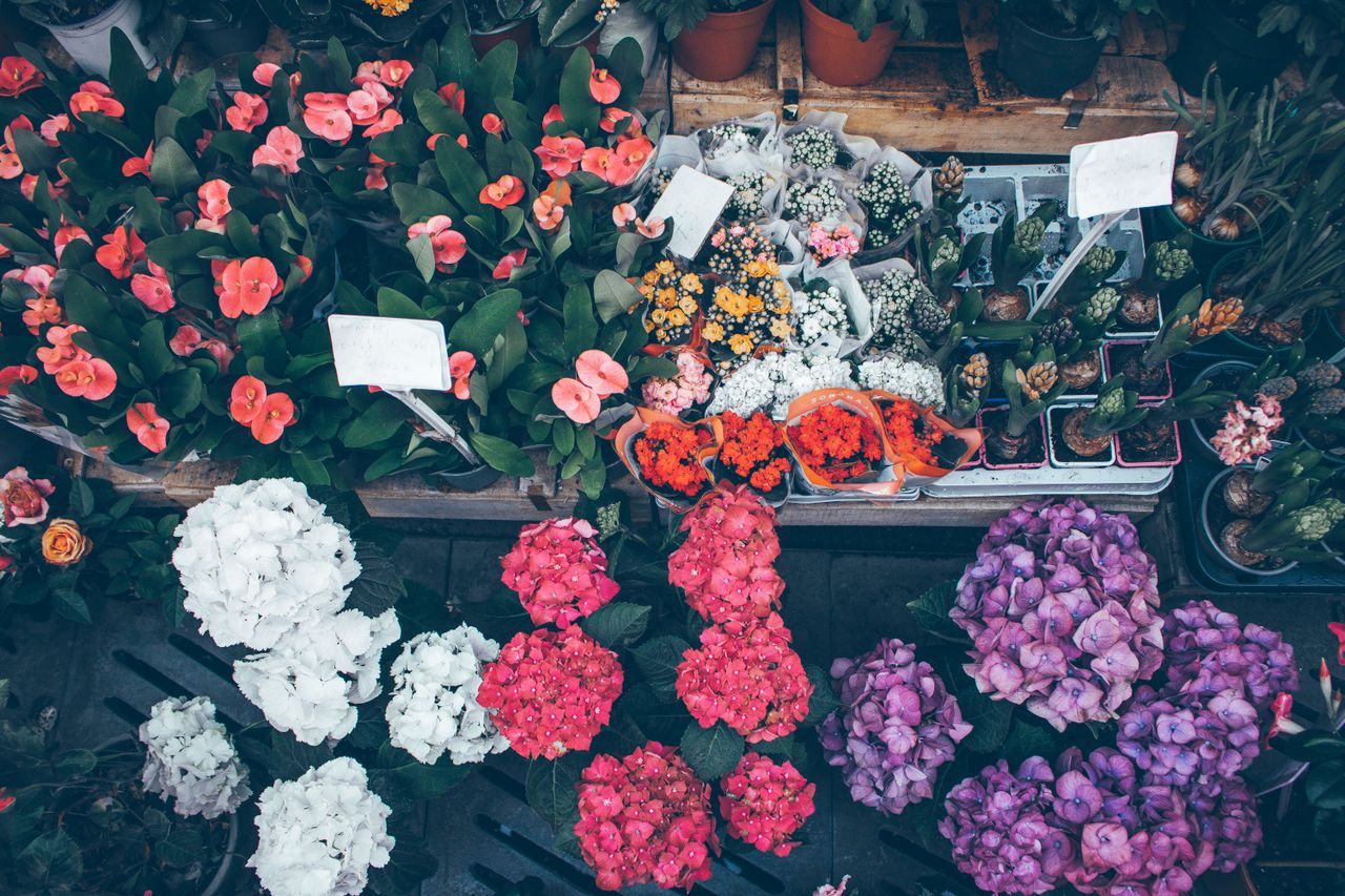 Explore Our Most Popular Flower Collections 2