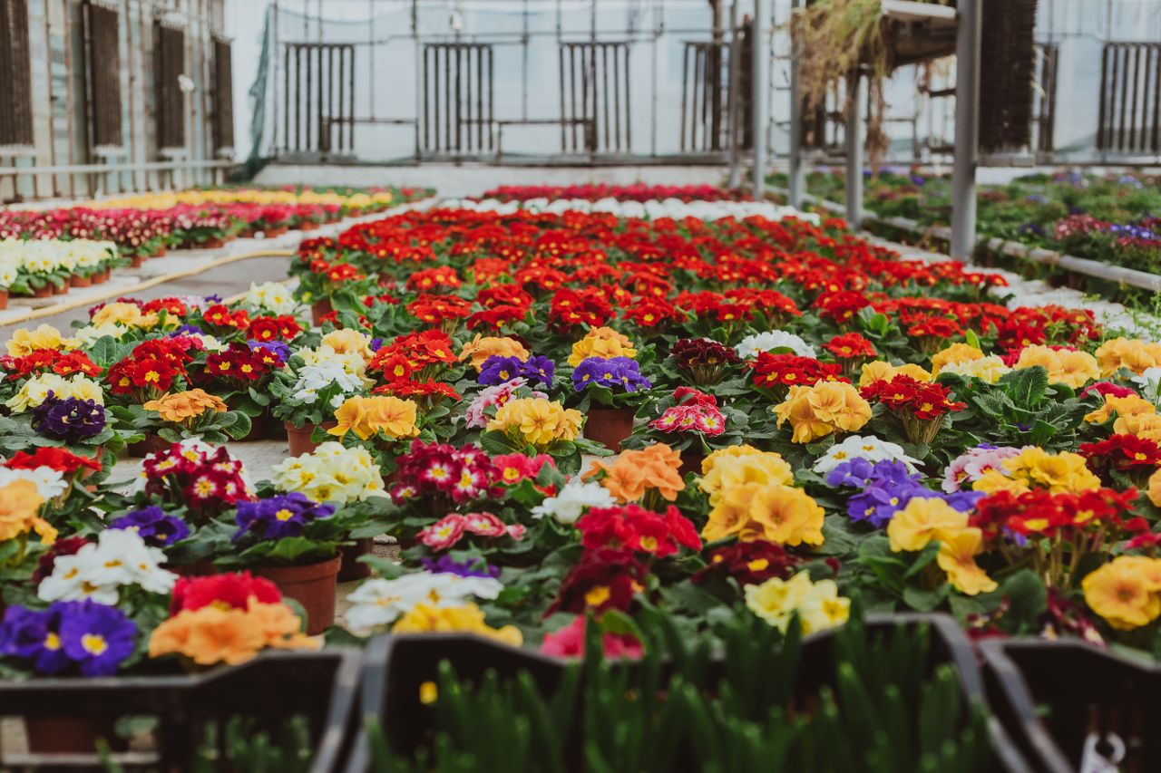 Florist in Donna, TX​