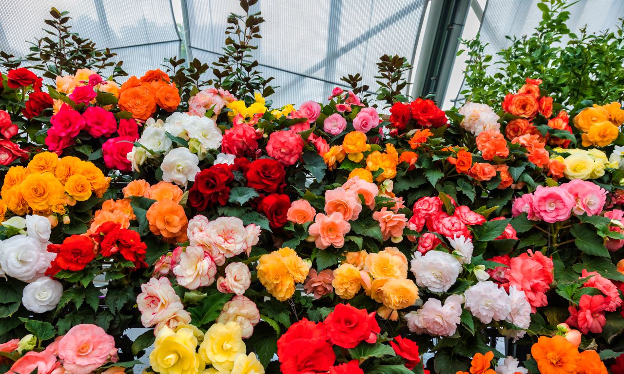 Florist in La Joya, TX​