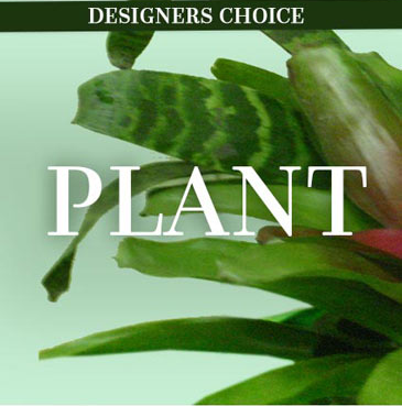 Plants