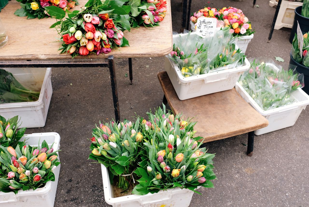 Popular Flower Collections for Every Style