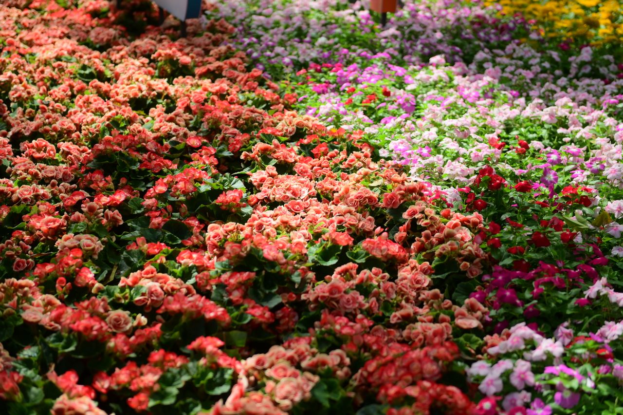 Same Day Flower Delivery in La Joya TX​