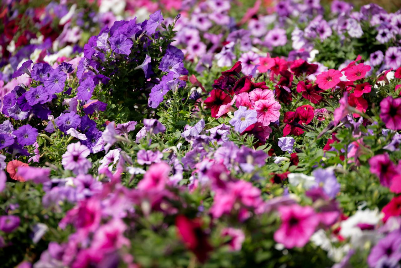 Why Families in La Joya Choose Flower Hut